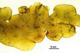 Cutleria chilosa5